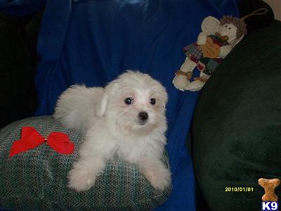 Puppies in DE